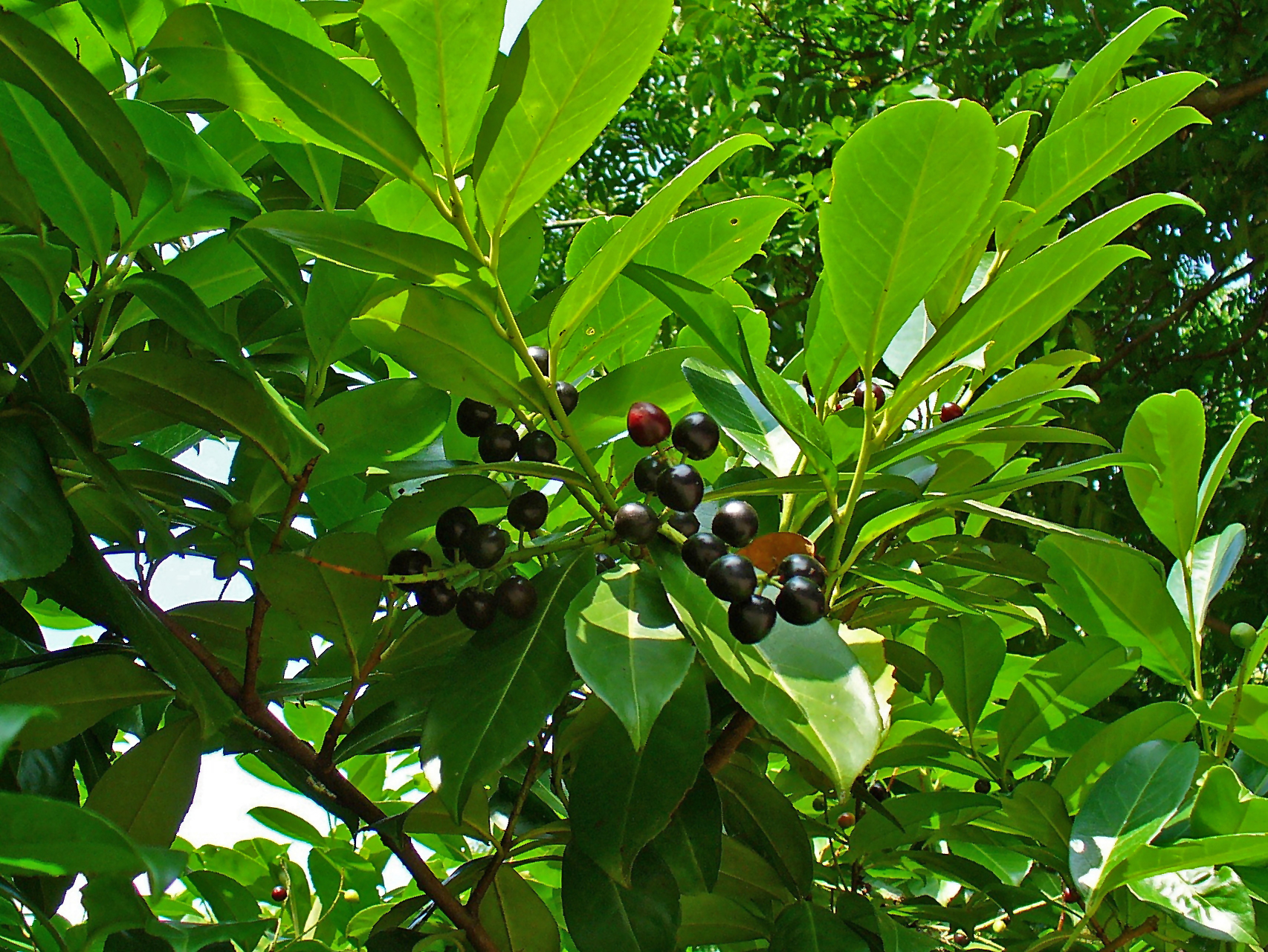  Common laurel, English laurel، جَلی (لاهیجان)، چَرمِ لیوه، چَرمِ لیفه (تالش و گیلان)، چَرمِ گیله (آ